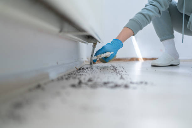 Trusted Rancho San Diego, CA Pest Control Experts